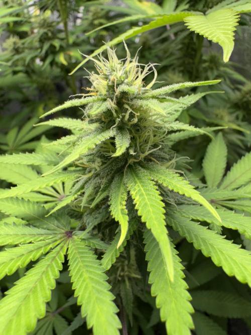 Big Demon by Divine Seeds. Week 15