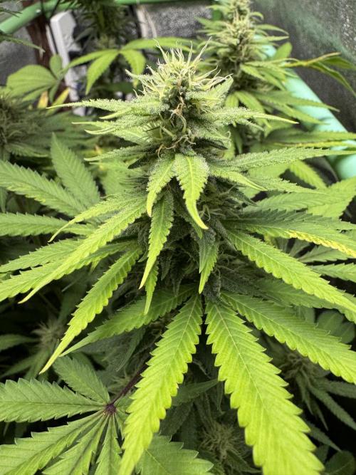 Big Demon by Divine Seeds. Week 15