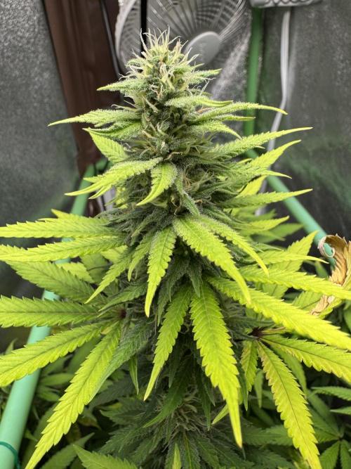 Big Demon by Divine Seeds. Week 15