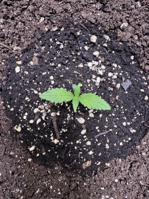 Sour Apple X Strawberry Gorilla Auto. Week 2