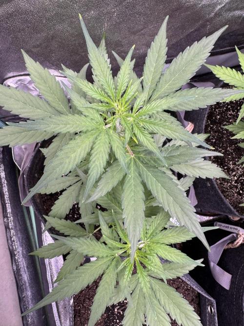 Wurlz F1 Autoflower - Zamnesia Seeds. Week 5