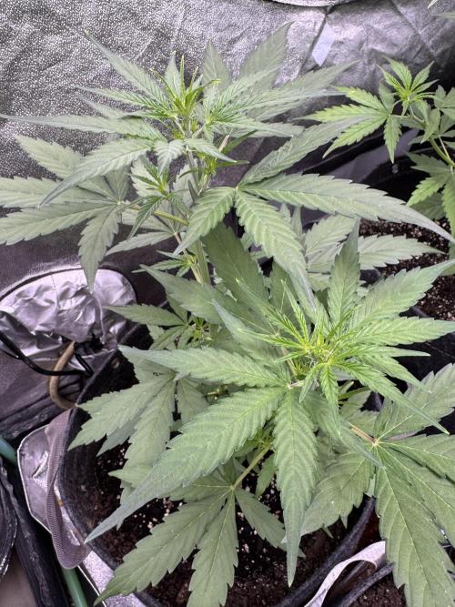 Wurlz F1 Autoflower - Zamnesia Seeds. Week 5