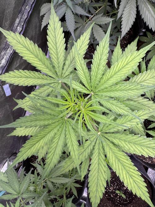 CBD Lemon Auto - Herbies Seeds. Week 5