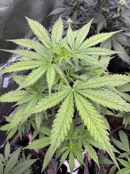 CBD Lemon Auto - Herbies Seeds. Week 5