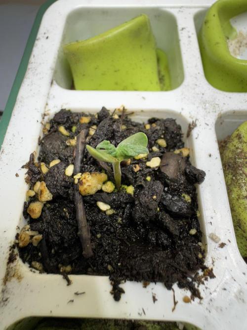 Purple Tangie Auto - Supernatural Seeds. Week 0