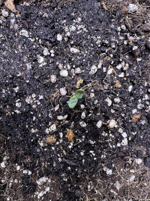 Purple Tangie Auto - Supernatural Seeds. Week 1