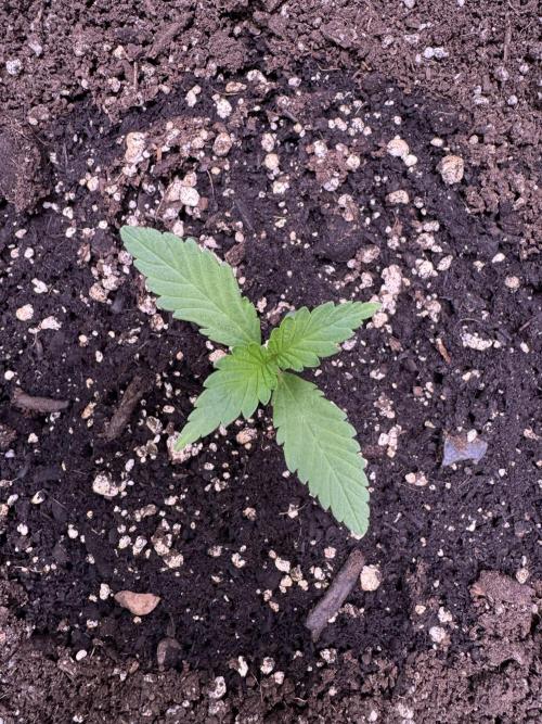 Sour Apple X Strawberry Gorilla Auto. Week 2