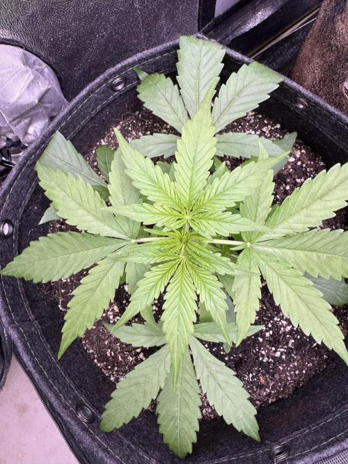 Apple Betty Auto from Herbies Seeds. Week 3