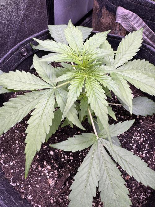 Apple Betty Auto from Herbies Seeds. Week 3