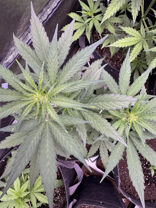 Wurlz F1 Autoflower - Zamnesia Seeds. Week 5