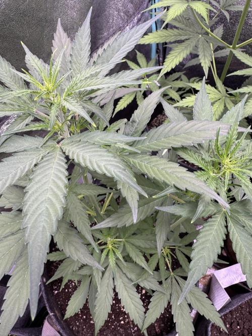 Wurlz F1 Autoflower - Zamnesia Seeds. Week 5