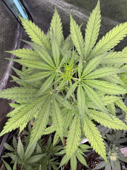 CBD Lemon Auto - Herbies Seeds. Week 5