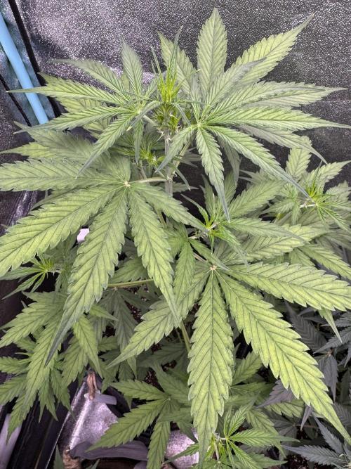 CBD Lemon Auto - Herbies Seeds. Week 5