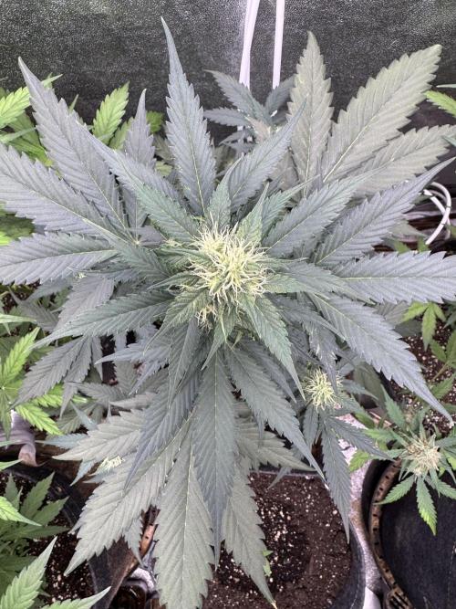 Caramel Auto - FastBuds. Week 7