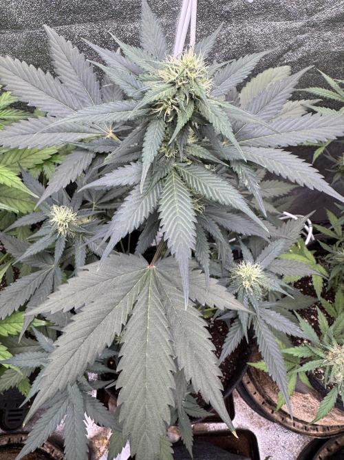 Caramel Auto - FastBuds. Week 7