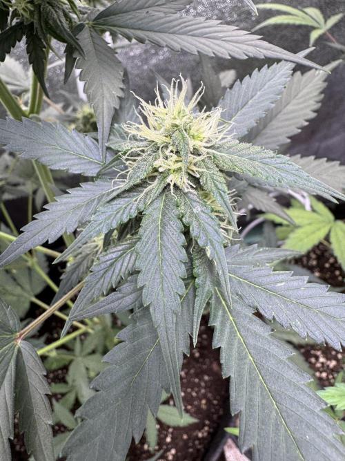 Caramel Auto - FastBuds. Week 7