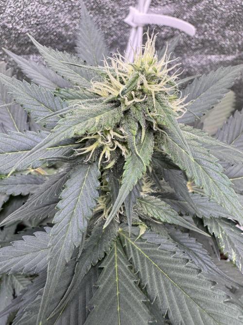 Caramel Auto - FastBuds. Week 7