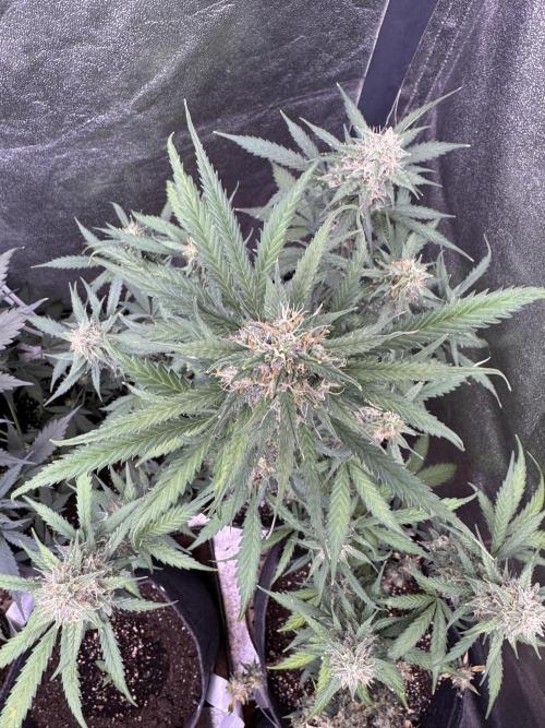 AUTO WHITE WIDOW - Divine Seeds. Week 9