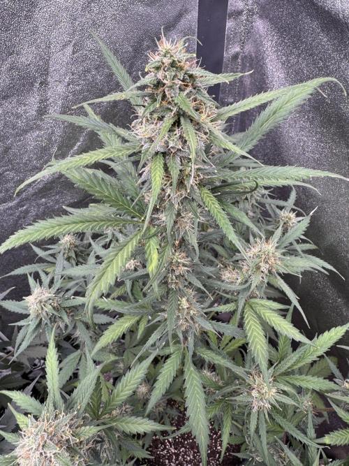 AUTO WHITE WIDOW - Divine Seeds. Week 9