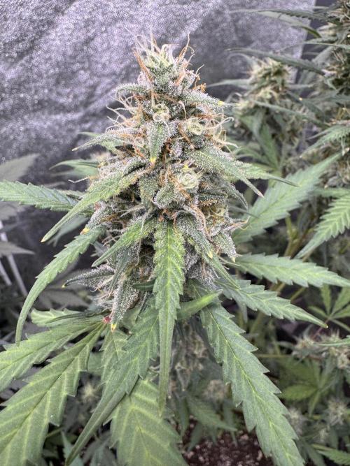 AUTO WHITE WIDOW - Divine Seeds. Week 9