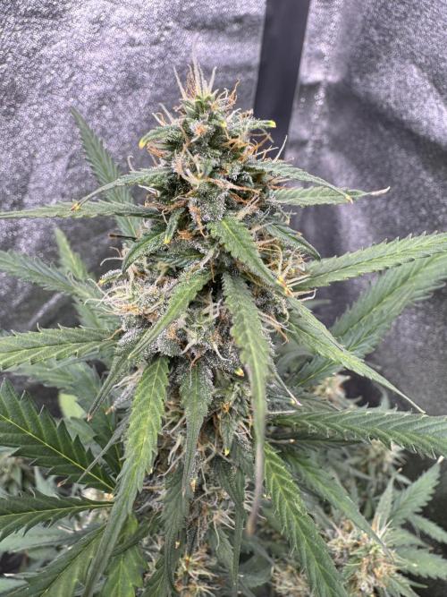 AUTO WHITE WIDOW - Divine Seeds. Week 9