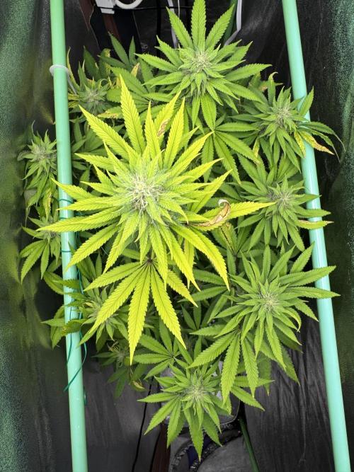 Big Demon by Divine Seeds. Week 15