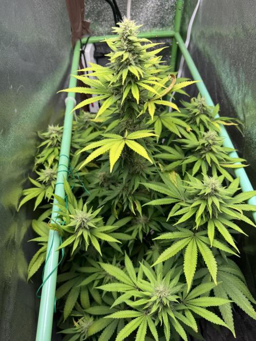 Big Demon by Divine Seeds. Week 15