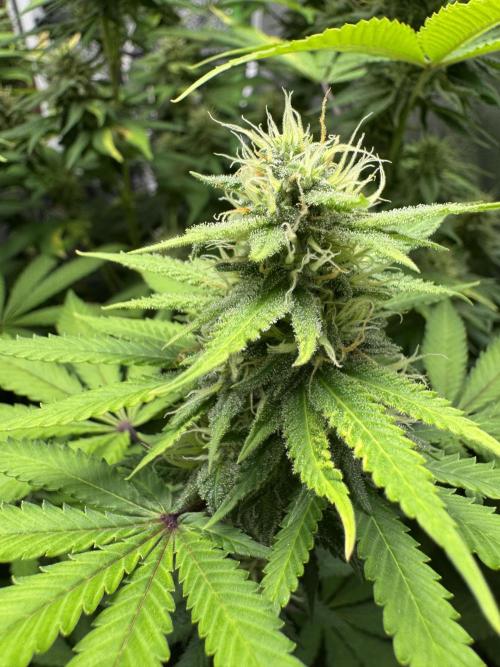 Big Demon by Divine Seeds. Week 15