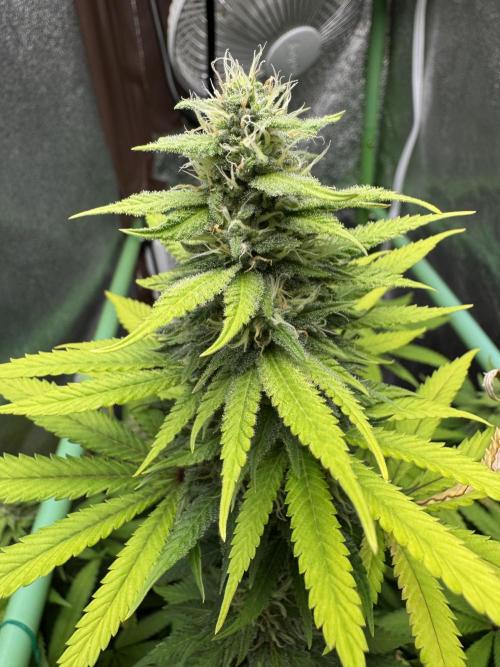 Big Demon by Divine Seeds. Week 15