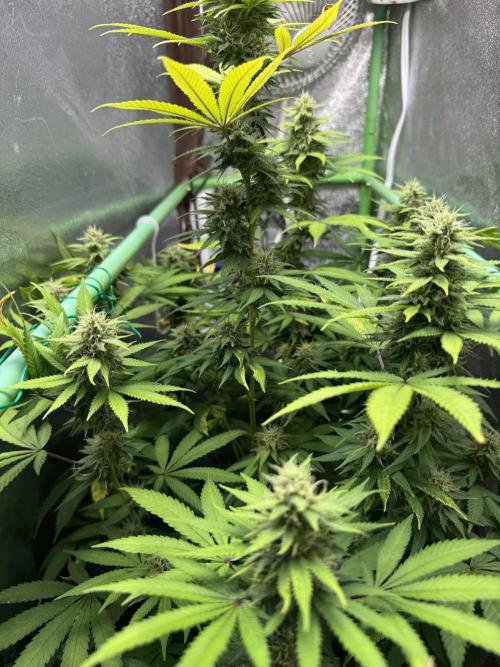 Big Demon by Divine Seeds. Week 15