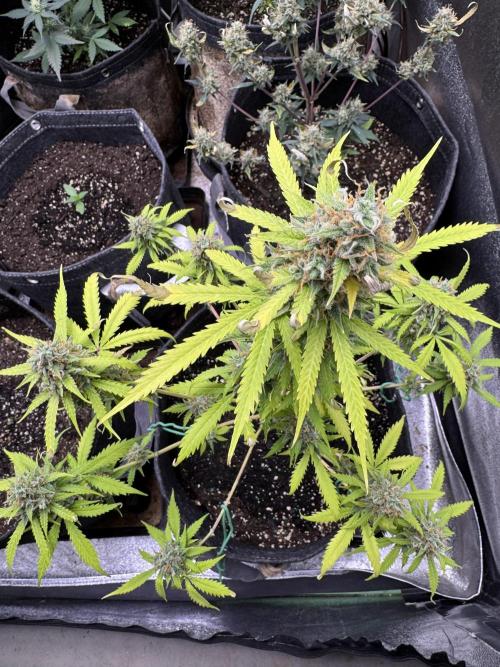 Elephant Berry Auto. Week 11