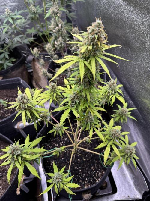 Elephant Berry Auto. Week 11