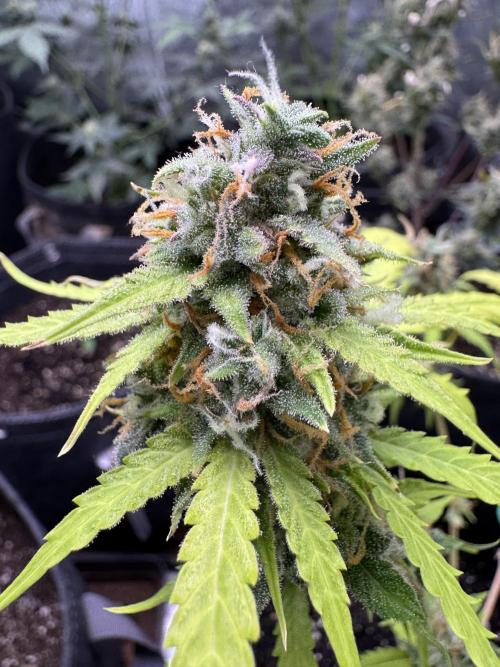 Elephant Berry Auto. Week 11