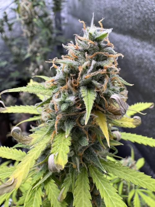 Elephant Berry Auto. Week 11