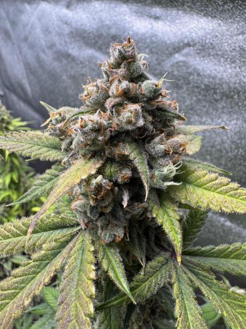 Auto Opium - Divine Seeds. Week 13