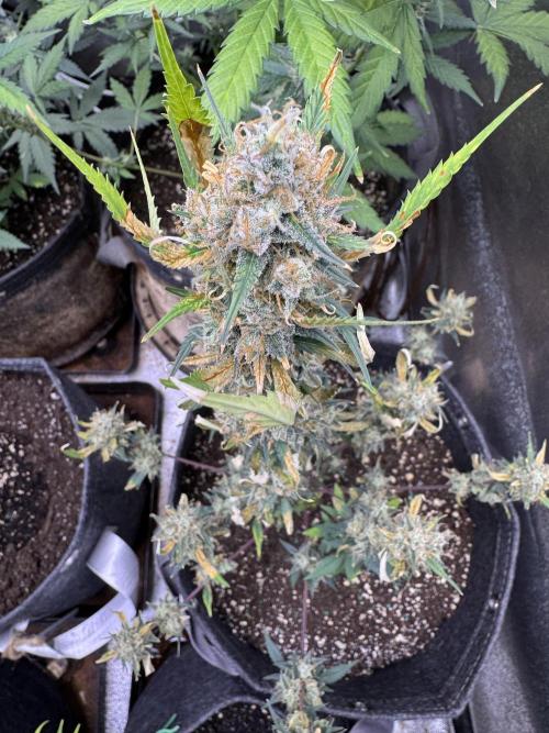 Zkittelz XL Auto - Ganja Farmer Seeds. Week 11