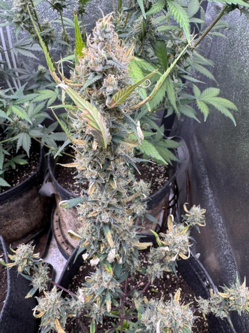 Zkittelz XL Auto - Ganja Farmer Seeds. Week 11