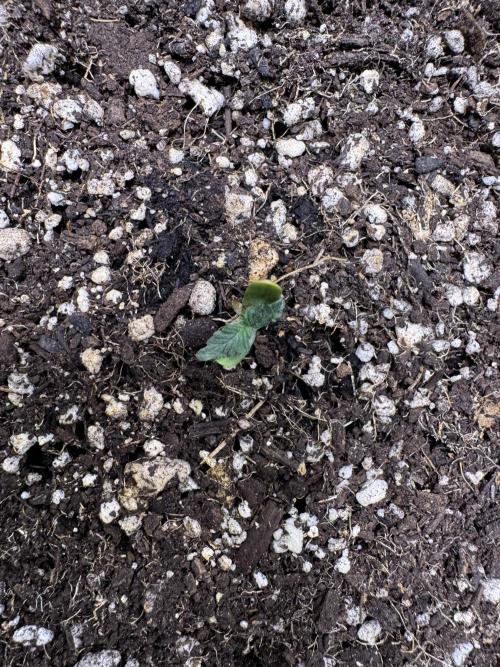 Purple Tangie Auto - Supernatural Seeds. Week 1