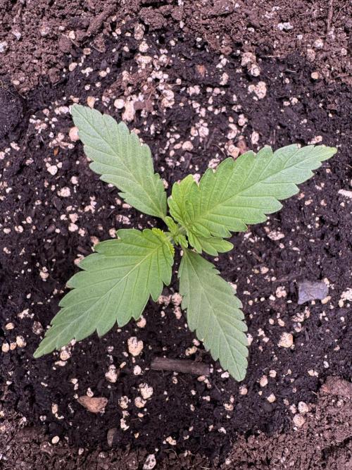 Sour Apple X Strawberry Gorilla Auto. Week 2