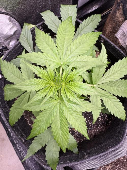 Apple Betty Auto from Herbies Seeds. Week 4