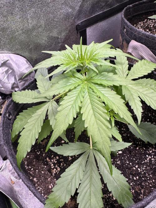 Apple Betty Auto from Herbies Seeds. Week 4