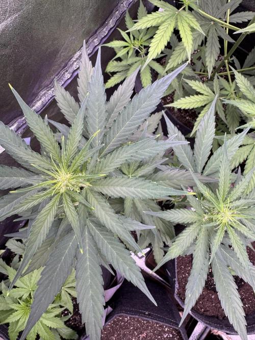 Wurlz F1 Autoflower - Zamnesia Seeds. Week 6