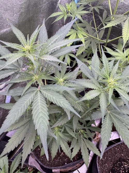 Wurlz F1 Autoflower - Zamnesia Seeds. Week 6