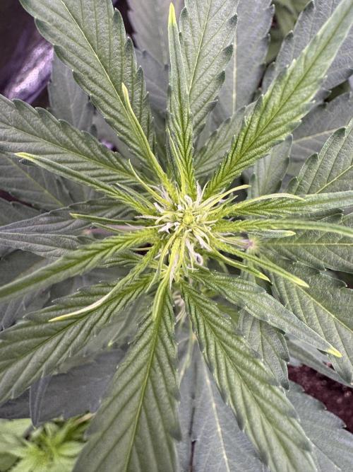 Wurlz F1 Autoflower - Zamnesia Seeds. Week 6