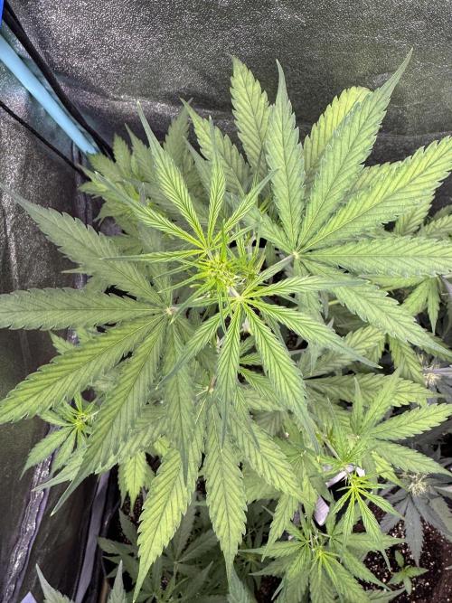 CBD Lemon Auto - Herbies Seeds. Week 5