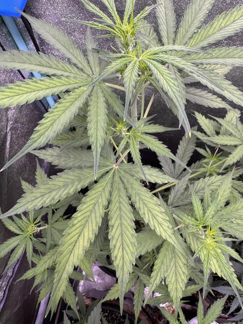 CBD Lemon Auto - Herbies Seeds. Week 5