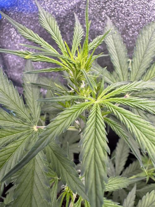 CBD Lemon Auto - Herbies Seeds. Week 5