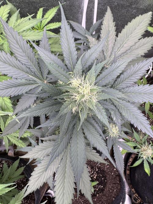 Caramel Auto - FastBuds. Week 8