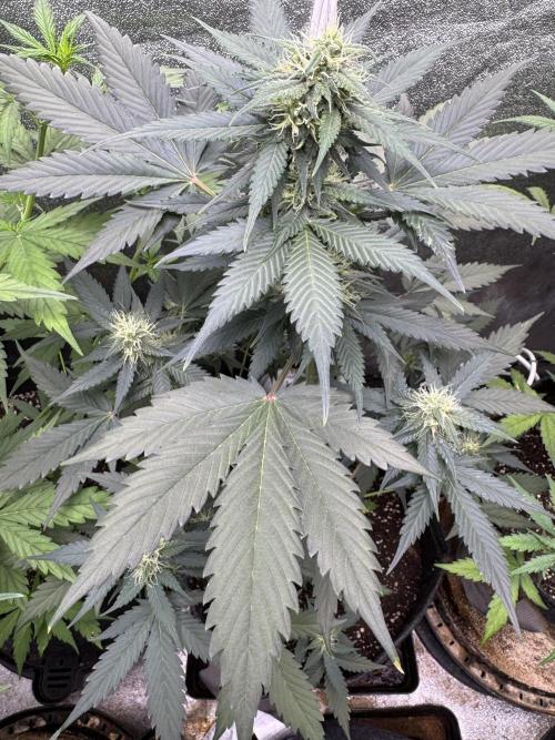 Caramel Auto - FastBuds. Week 8