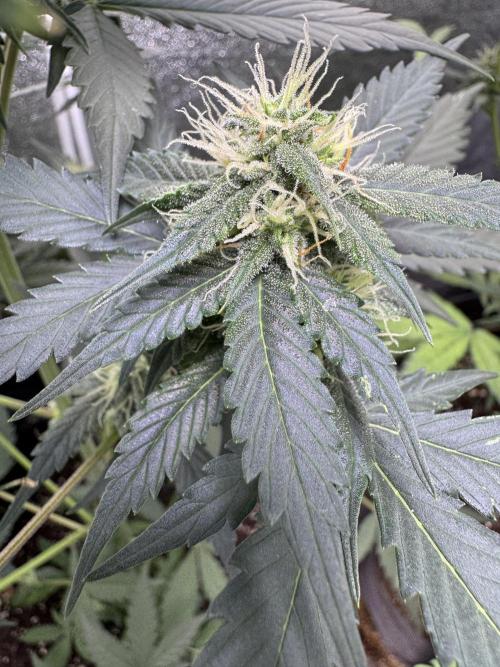 Caramel Auto - FastBuds. Week 8